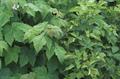Rubus spp.